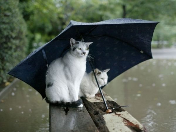 Chat sous parapluie