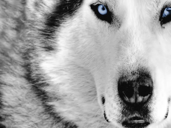 Loup au yeux bleu