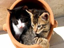 Chats dans une jare