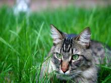 Chat couché dans l'herbe