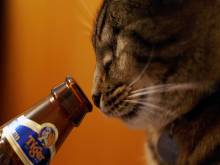Le chat et la bière