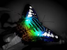 Papillon aux couleurs éclatantes